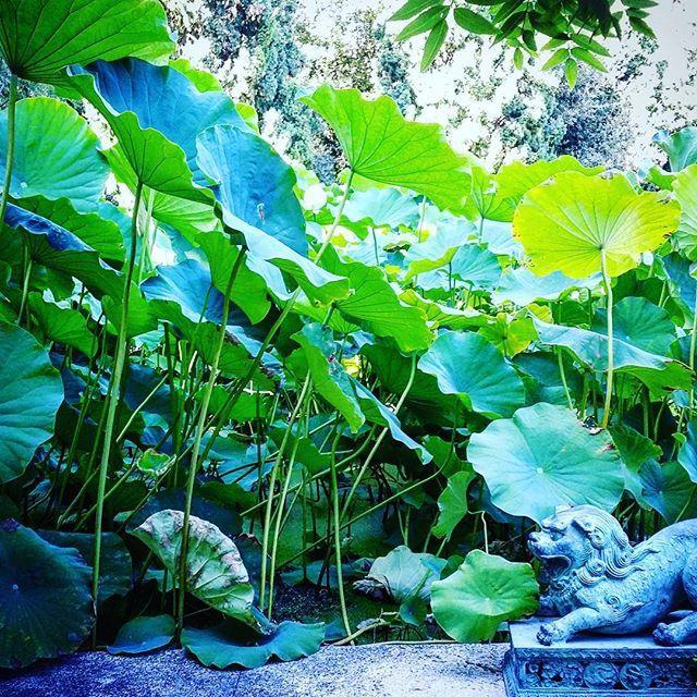 Villa Della Pergola Relais Et Chateaux 알라시오 외부 사진